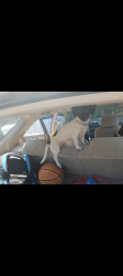 Lost Male Dog last seen 82nd and SE Monterey through Harmony by the McDonald's and Stereo King, Clackamas County, OR 97086