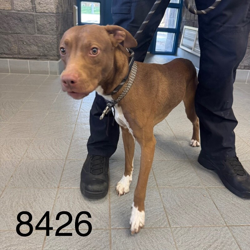 Shelter Stray Male Dog last seen Vincent Ave N, Brooklyn Center, MN 55430, USA, 11350 89th Ave N, Maple Grove, MN 55369, USA