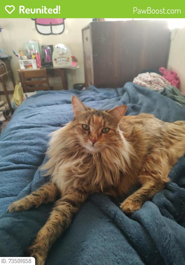 Reunited Female Cat last seen Between W Lurelane St & W Chaparral St, Rialto, CA 92376