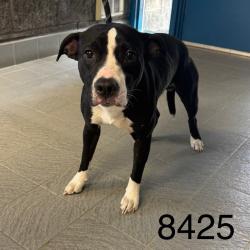 Shelter Stray Male Dog last seen Near Vincent Ave N, Minneapolis, MN 55430, USA, 11350 89th Ave N, Maple Grove, MN 55369, USA