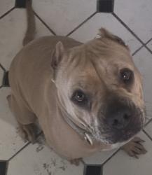 Reunited Female Dog last seen Near Valley View Ave, Whittier, CA 90604, USA, Whittier, CA 90604