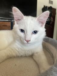 Reunited Male Cat last seen gazette ave canoga park, Los Angeles, CA 91306