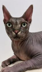 Reunited Male Cat last seen Near NE 16th avenue Pompano Beach 33064, Pompano Beach, FL 33064