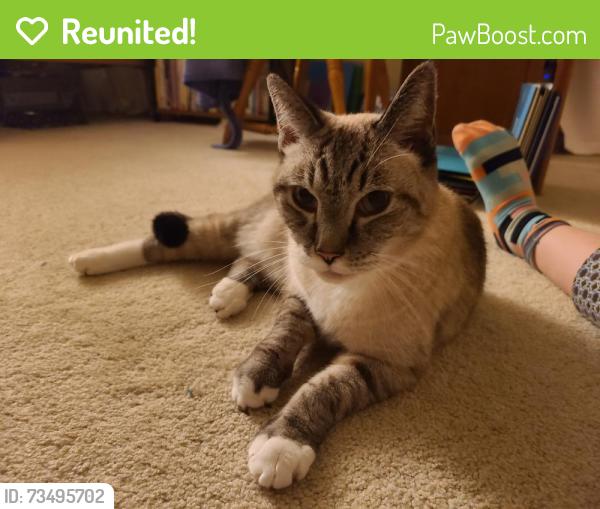 Reunited Male Cat last seen Shelter Cove culdesac, Winston-Salem, NC 27106