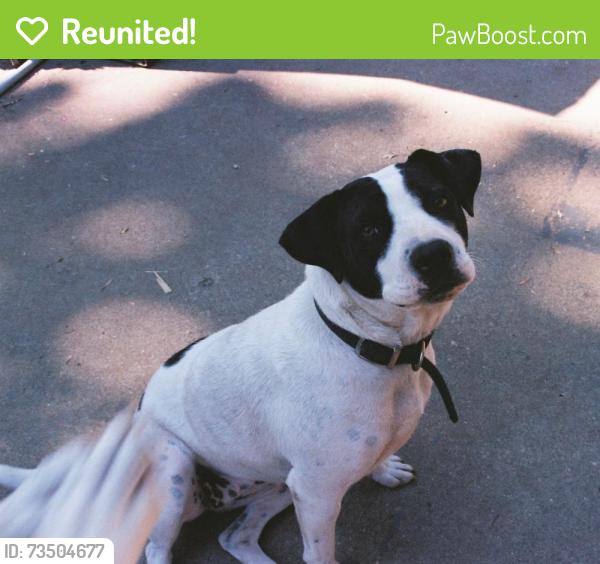 Reunited Female Dog last seen Park Elementary and UAFS., Fort Smith, AR 72903