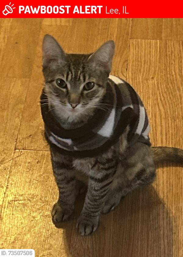 Lost Female Cat last seen Lee rd, Lee, IL 60530