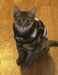 Lost Female Cat last seen Lee rd, Lee, IL 60530