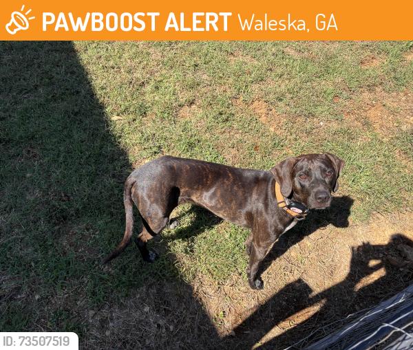Found/Stray Female Dog last seen Jerusalem church Rd and Salacoa, Waleska, GA 30183