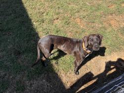 Found/Stray Female Dog last seen Jerusalem church Rd and Salacoa, Waleska, GA 30183