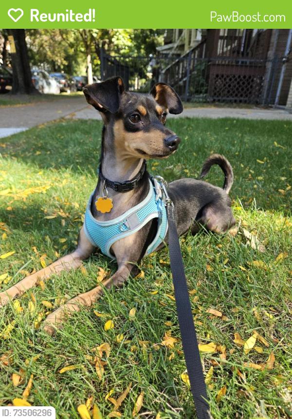 Reunited Male Dog last seen Montrose and Wolcott, Chicago Illinois, Chicago, IL 60640
