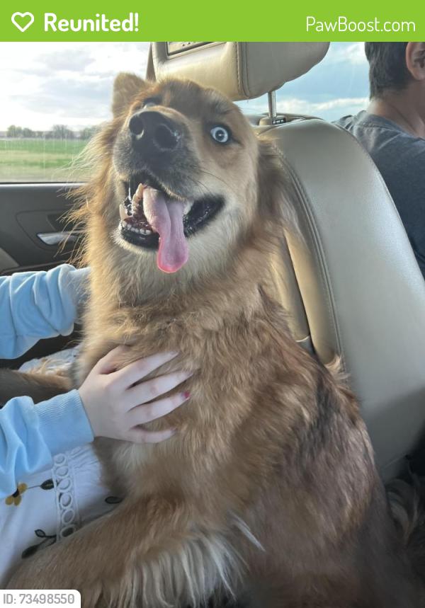 Reunited Female Dog last seen Near 17th Ave, Greeley, CO 80631