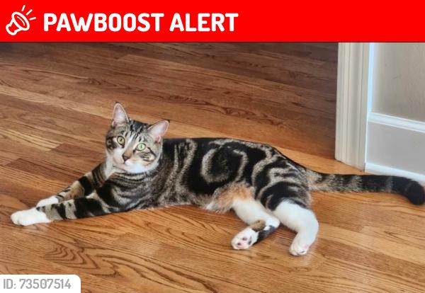 Lost Male Cat last seen South Haven / Stewerts creek farm neighborhood, Rutherford County, TN 37129