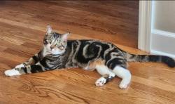 Lost Male Cat last seen South Haven / Stewerts creek farm neighborhood, Rutherford County, TN 37129