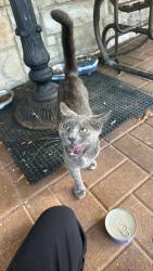 Reunited Female Cat last seen Near Yale drive, Lorain, OH 44055