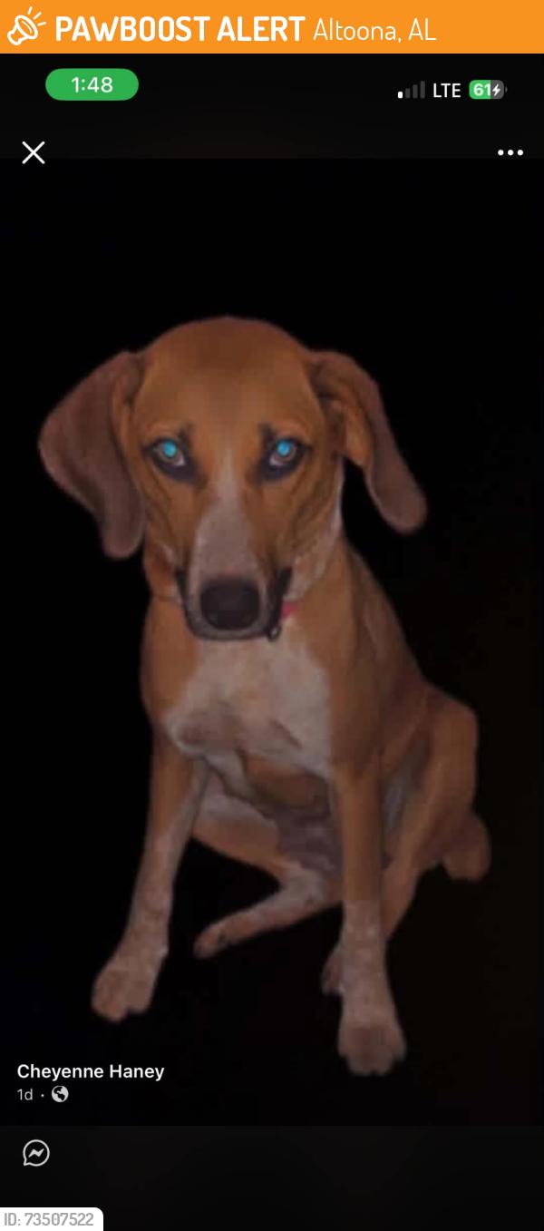 Found/Stray Female Dog last seen Near, Altoona, AL 35952