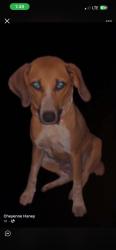 Found/Stray Female Dog last seen Near, Altoona, AL 35952