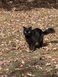 Reunited Male Cat last seen Charter oak ct, Waldorf, MD 20601