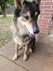 Reunited Female Dog last seen Council and 122nd, Oklahoma City, OK 73162