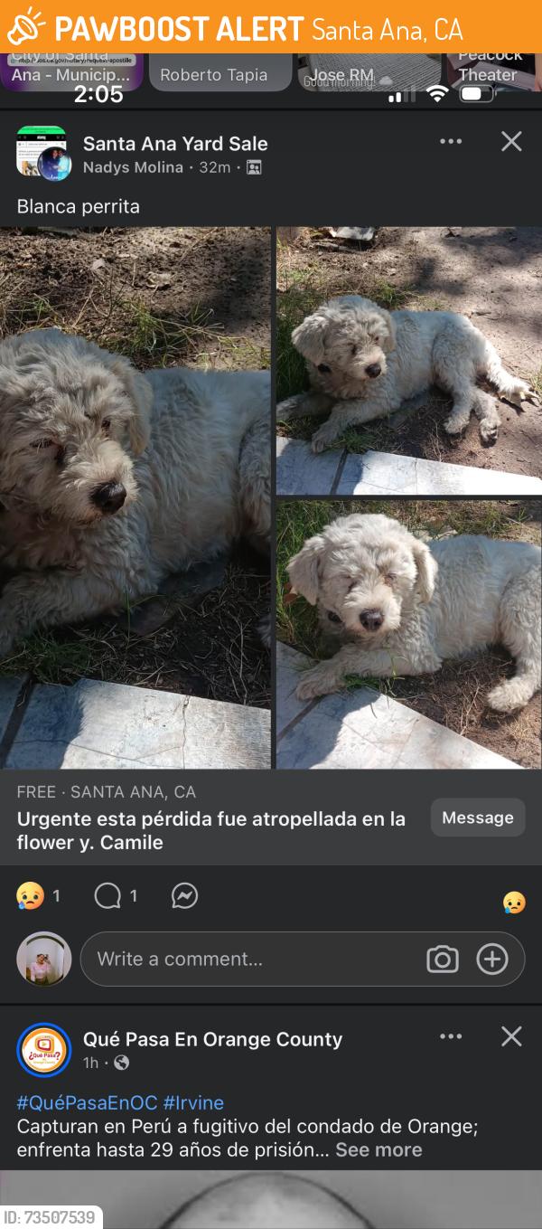 Found/Stray Unknown Dog last seen Flower & Camile, Santa Ana, CA 92703