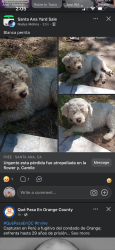 Found/Stray Unknown Dog last seen Flower & Camile, Santa Ana, CA 92703