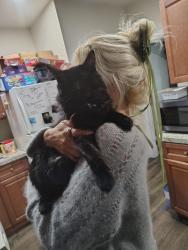 Reunited Male Cat last seen Near exeter St Lowell Massachusetts 01850, Lowell, MA 01854