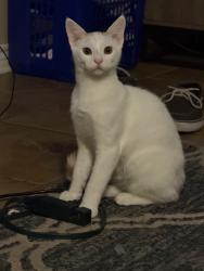 Reunited Male Cat last seen Near County Rd 210, Tyler, TX 75707, USA, Tyler, TX 75707