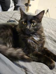 Reunited Male Cat last seen West 6th Street, Lowell Jewelry, Country Farm, Lowell, MA 01850