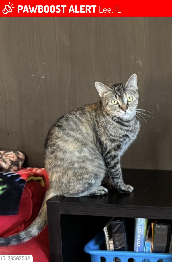 Lost Female Cat last seen Lee rd, Lee, IL 60530