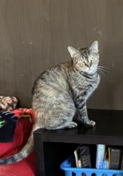 Lost Female Cat last seen Lee rd, Lee, IL 60530