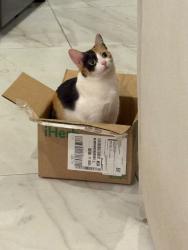 Reunited Female Cat last seen Near Basswood Court, Laurel, Maryland, Laurel, MD 20708