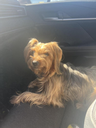 Reunited Unknown Dog last seen Freeway 99 ave48 near McFarland or Tulare county, Earlimart, CA 93219