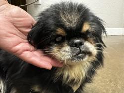 Reunited Female Dog last seen Near W 81st Street Odessa Texas 79764, Odessa, TX 79764