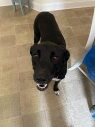 Lost Female Dog last seen George Hildebrand School Road, Johnson Bridge Road, Hickory, NC 28602
