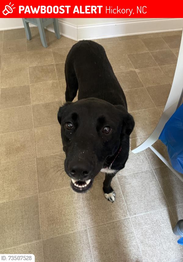 Lost Female Dog last seen George Hildebrand School Road, Johnson Bridge Road, Hickory, NC 28602