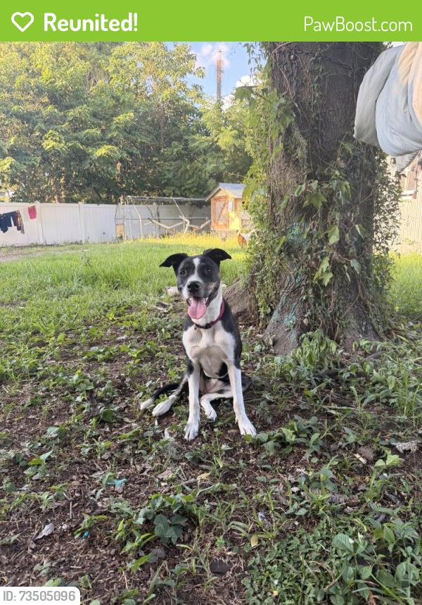 Reunited Female Dog last seen Near E Semoran Blvd, Apopka, FL 32703, USA, Apopka, FL 32703