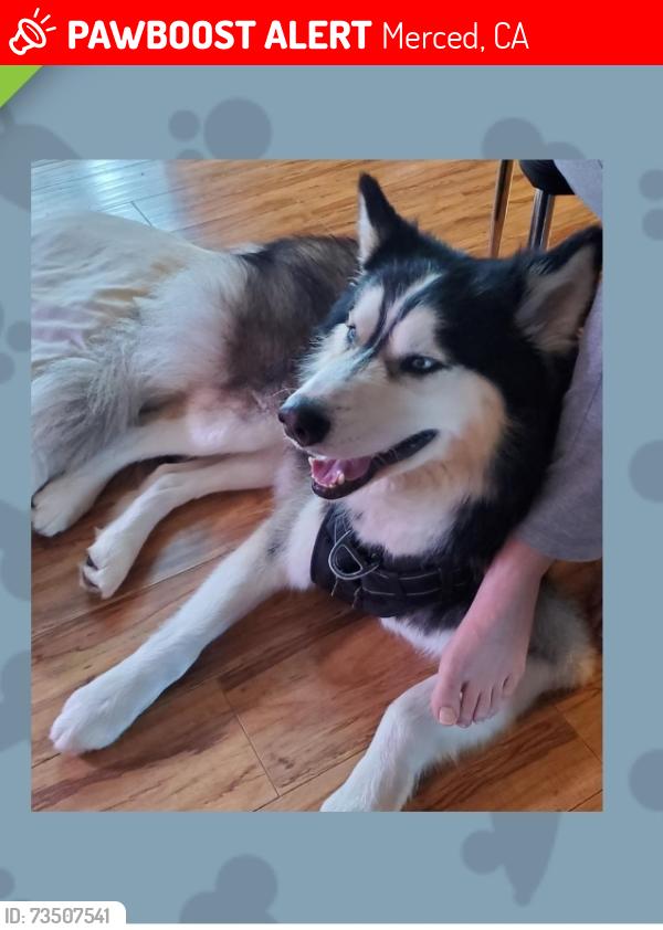 Lost Male Dog last seen Bear creek, Merced, CA 95340