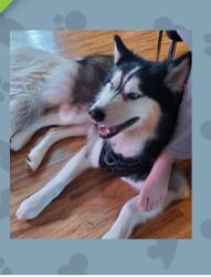 Lost Male Dog last seen Bear creek, Merced, CA 95340