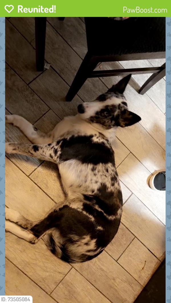 Reunited Male Dog last seen Near E Semoran Blvd, Apopka, FL 32703, USA, Apopka, FL 32703