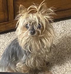 Reunited Female Dog last seen 36th and council, Bethany, OK 73008