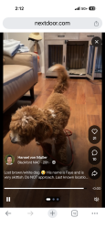 Lost Male Dog last seen Steven creek San Jose, San Jose, CA 95055