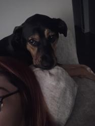 Reunited Female Dog last seen Near Bonifay Drive, Fountain Inn, SC 29644