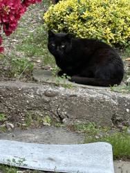 Lost Unknown Cat last seen Abbott drive, Halesite, NY 11743
