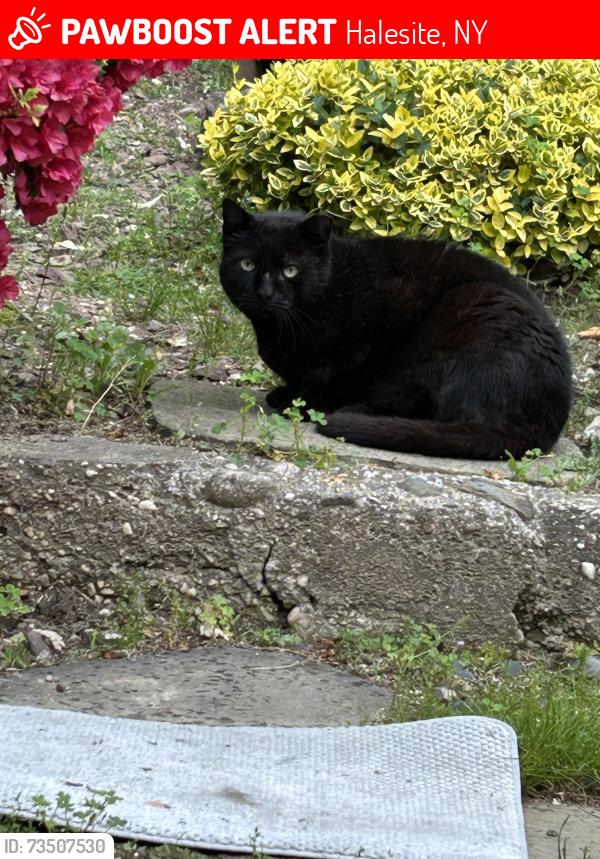 Lost Unknown Cat last seen Abbott drive, Halesite, NY 11743