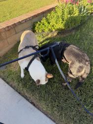 Lost Male Dog last seen Imperial Pl, Ontario, CA 91761