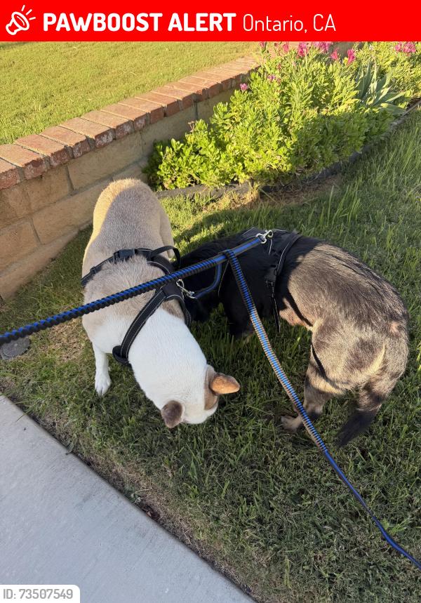 Lost Male Dog last seen Imperial Pl, Ontario, CA 91761