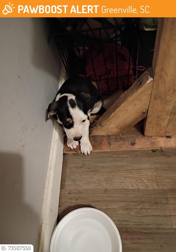 Found/Stray Male Dog last seen West blue ridge, Greenville, SC 29611