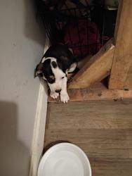 Found/Stray Male Dog last seen West blue ridge, Greenville, SC 29611