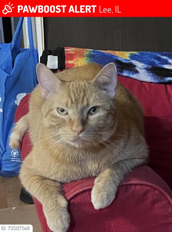 Lost Male Cat last seen Lee rd, Lee, IL 60530
