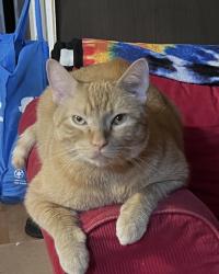 Lost Male Cat last seen Lee rd, Lee, IL 60530