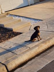 Found/Stray Female Dog last seen Ashlan and Hayes, Fresno, CA 93705